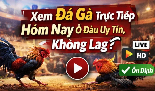 Xem đá gà trực tiếp hôm nay ở đâu uy tín, không lag?