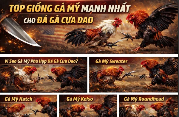 Top Giống Gà Mỹ Mạnh Nhất Cho Đá Gà Cựa Dao – Phân Tích Chi Tiết Từng Dòng