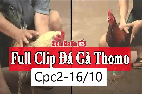 Video Full Clip đá gà bồ CPC2 Thomo Campuchia 16/10/2026