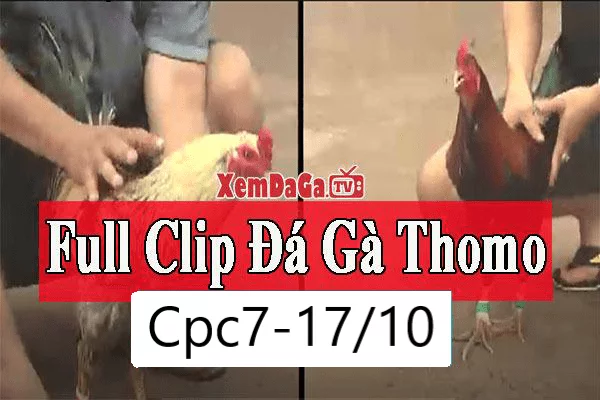 Video Full Clip đá gà bồ CPC7 Thomo Campuchia 17/10/2026