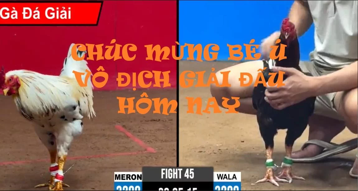 TỔNG HỢP CÁC TRẬN ĐẤU CỦA NHÀ VÔ ĐỊCH HÔM NAY 17/10/2026