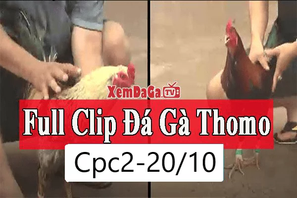 Video Full Clip đá gà bồ CPC2 Thomo Campuchia 20/10/2026